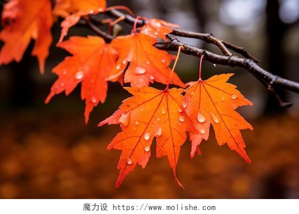 立秋秋天树枝上的树叶枫叶特写风景